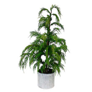 Weeping Cedar Potted - choose from 2 sizes