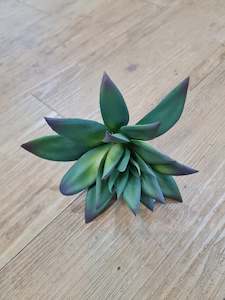 Floor covering: Graptoveria Succulent