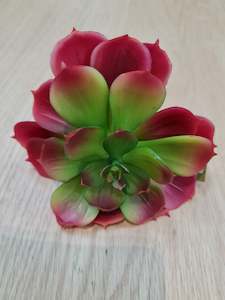 Echeveria Red edge