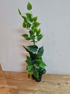 Floor covering: Potted Philodendron