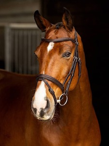 Sporting equipment: LeMieux Arika Flash Bridle