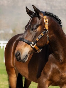 Sporting equipment: LeMieux Capella Headcollar - AW24