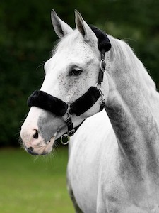 Sporting equipment: LeMieux Comfort Headcollar