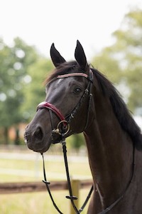 Sporting equipment: Horze Physical Sophistication Bridle