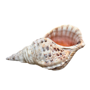 Shell