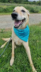 Pet Care Treats: Dog Bandana