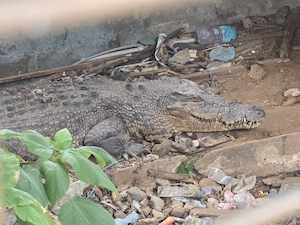 Solomon Island Crocodile Sanctuary