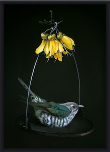 Shining Cuckoo with Kowhai Black Box Frame