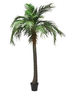 Palm Tree Pot - 210cms