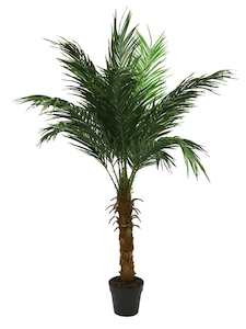 Furniture: Palm Tree Pot - 150cms