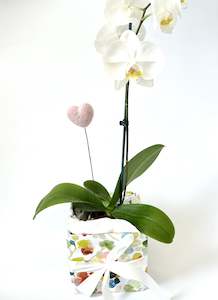 Living Orchid Plant with Felted Heart combo