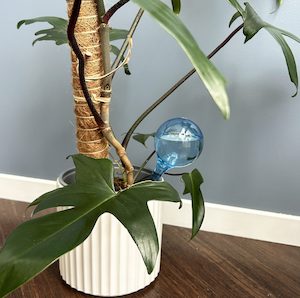 Self-Watering Globes Pack – Large Blue