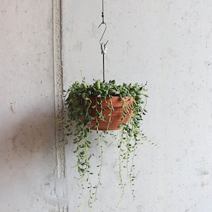 Botanopia Bolty – Hanging Plant System