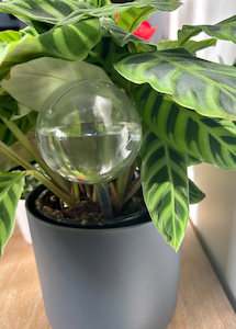 Self-Watering Globes Pack – Large Clear