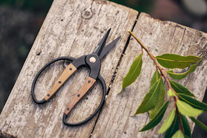 Barebones Walnut Scissors