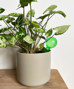 Self-Watering Globes Pack – Small Green