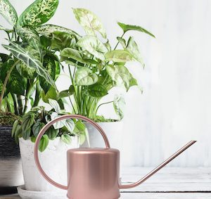 Hampton Indoor Watering Can – Rose Gold