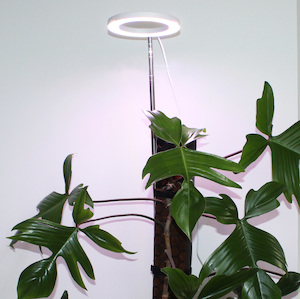 Plant, garden: Halo Grow Light – Large