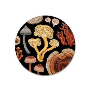 Tanya Wolfkamp Coasters - Fungi