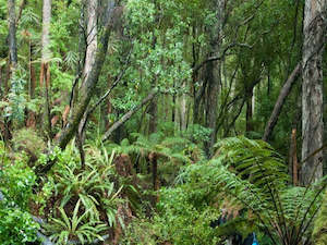 Visit Stewart Island