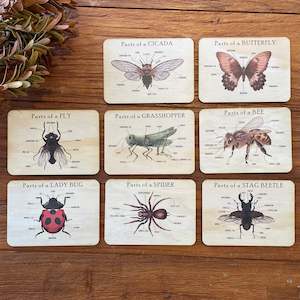 Bug Anatomy Cards