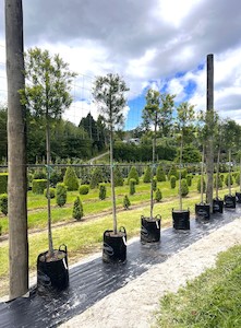 Hedging & Screening - Garden Nursery Tauranga: Podocarpus Gracilior (Pleached) 45L