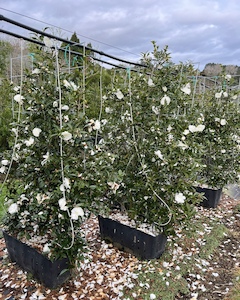 Camellia ‘Early Pearly’ Panel 45L