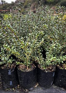 Ilex ‘Little Ceaser’ PB2