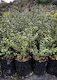 Ilex ‘Little Ceaser’ PB2