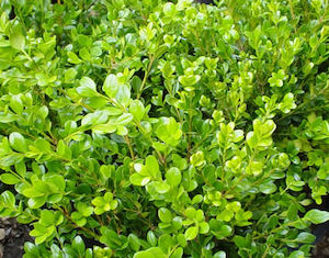 Buxus Microphylla (Japanese Box)