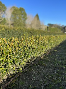 Buxus Green Gem (Instant Hedge)