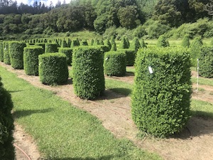 Buxus Microphylla ‘Japanese Box’ (Instant Hedge)