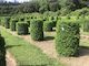 Buxus Microphylla ‘Japanese Box’ (Instant Hedge)