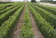 Buxus semperviren (Instant Hedge)