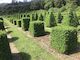 Buxus semperviren Large Cubes