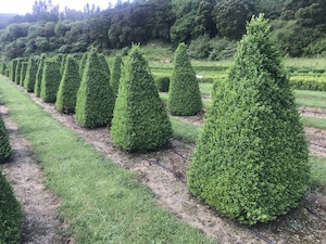 Products: Buxus semperviren Large Pyramids