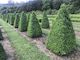 Buxus semperviren Large Pyramids