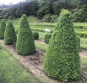 Buxus semperviren Cone