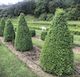 Buxus semperviren Cone