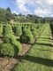 Buxus semperviren Double Ball