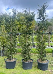 Podocarpus Matapouri Blue 60L