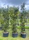 Podocarpus Matapouri Blue 60L