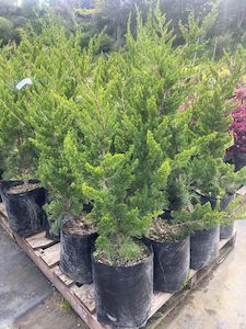 Products: Juniperus Kaizuka Blue PB40