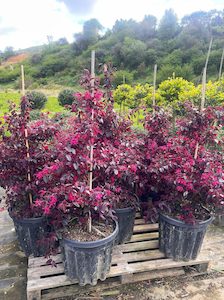 Loropetalum chinense ‘Zar de doo’