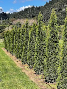 Thuja smaragd 2.8m