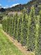 Thuja smaragd 2.8m