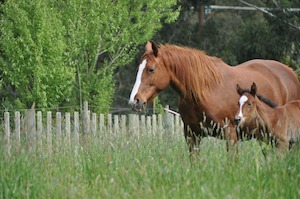 The Soil Horse Course