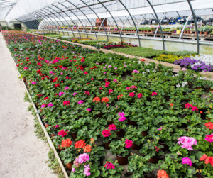 Technical Growing Media: Flower Garden Mix