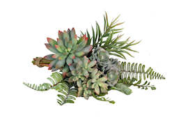 Homewares: Succulent Bundle - Assorted