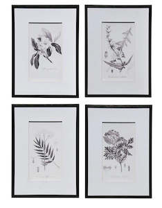 Botanical Black & White Print